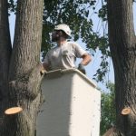 Tree Removal