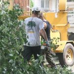 Tree Trimming